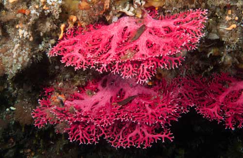 Red Coral