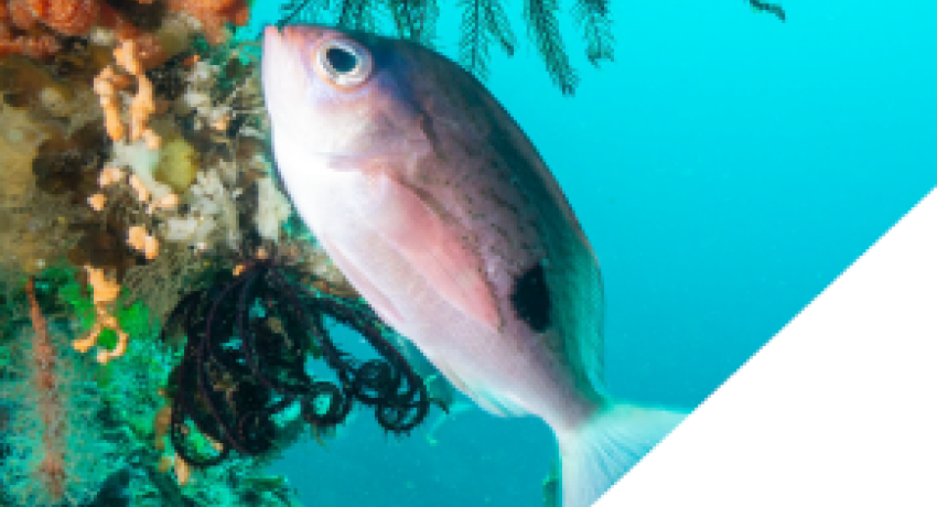 FMG Annual Report Cover 2024/25