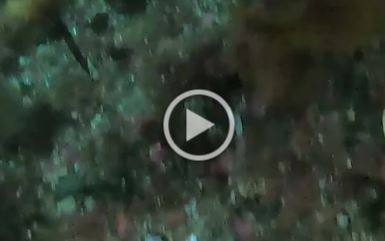 Video of Breaksea sponge bleaching supplied by James Bell (VUW)