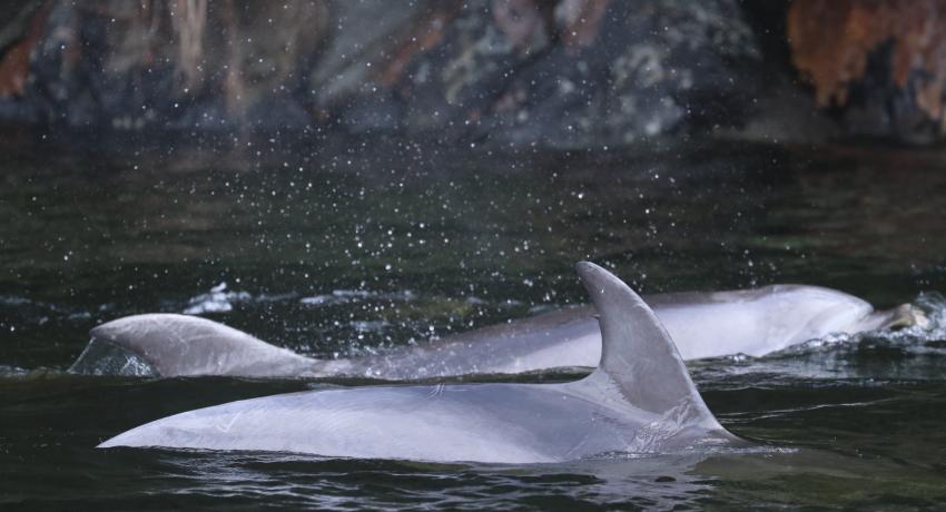 Bottlenose dolphins in Doubtful Sound/Patea. Supplied by Leah Crowe, University of Otago